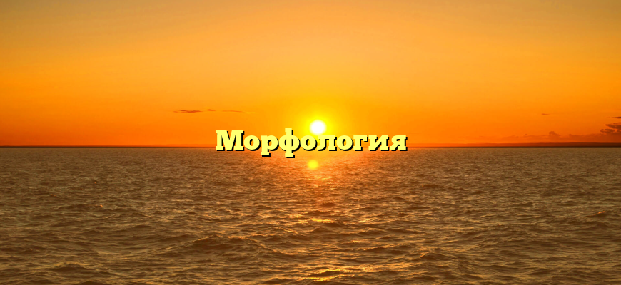 Морфология