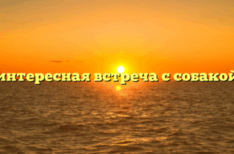 «интересная встреча с собакой»