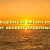 Происхождение и смысл пословицы «яблоко от яблони недалеко падает»