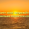 «Бережот» или «бережёт» — как правильно пишется слово?
