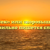 «Воробушек» или «воробышек» — как правильно пишется слово?