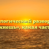 Морфологический разбор слова «вымокнешь», какая часть речи